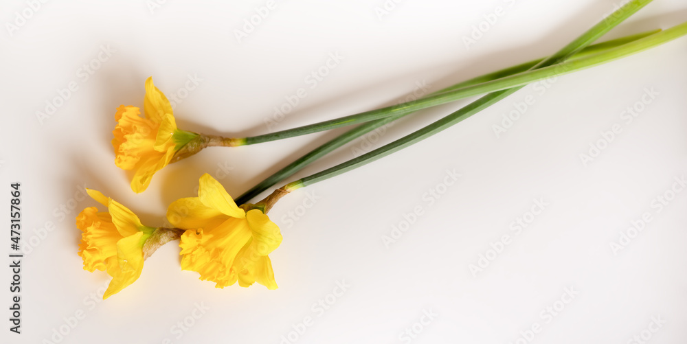 Three yellow daffodils on white background.