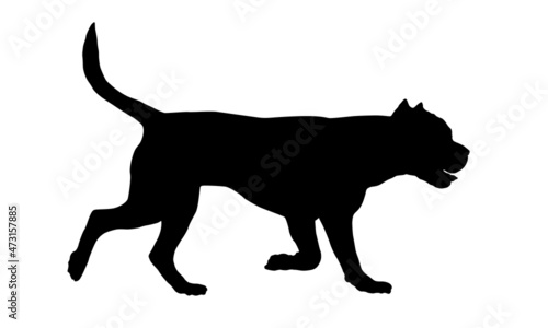 Running italian corso dog. Black dog silhouette. Pet animals. Isolated on a white background.
