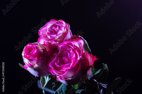 Bouquet of red roses on a black background. Isolate of a bouquet of roses.