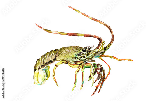 Watercolor Spiny lobster photo