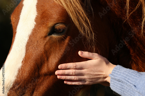 Woman petting beautiful horse outdoors on sunny day, closeup