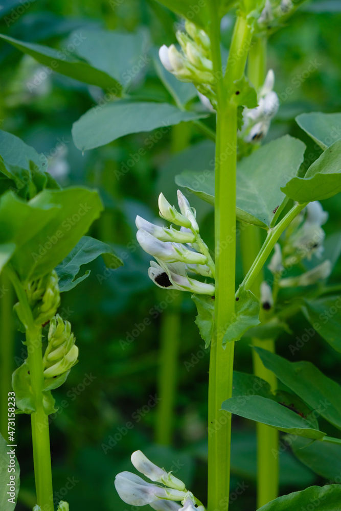 Broad beans. White flowers with black spots on a square stem. Vertical