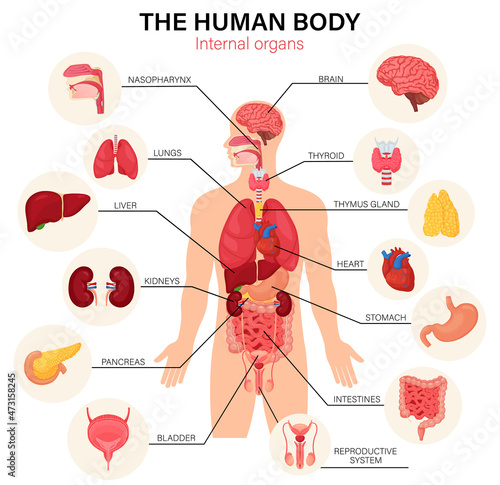 Human body internal organs diagram flat infographic poster with icons image names location and definitions vector illustration. Heart and brain, liver and kidneys. Thymus gland and reproductive system