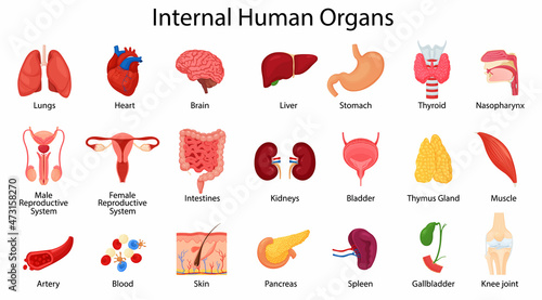 Realistic human internal organs icons set with lungs, kidneys, stomach, intestines, brain, heart, spleen and liver, skin, artery, blood, etc., vector flat illustration photo