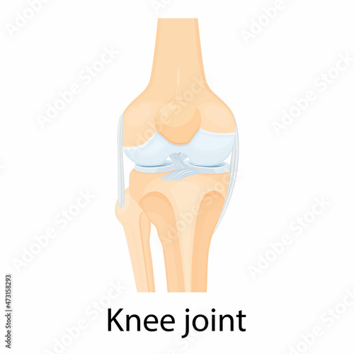 Knee joint isolated vector illustration, flat design. Ligaments of the knee. Anterior and Posterior cruciate ligaments, Patellar and Quadriceps, tendons, Medial and Lateral collateral ligaments.