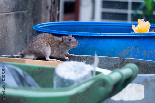 The rats are eating in the trash in the big city