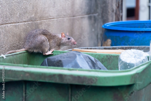 The rats are eating in the trash in the big city