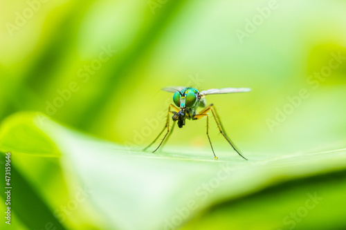 fly insect killing small insect food on leaf © Nature Peaceful 