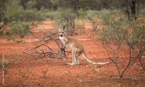 Kangaroos in wild bush, central Australia. Side view kangaroo wildlife stands along road. Red earth and wild bush in Northern Territory photo