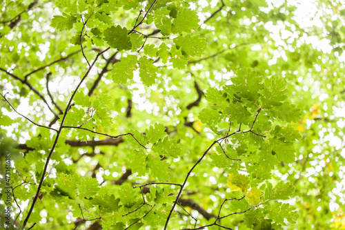 foliage inside an Italian forest at fall