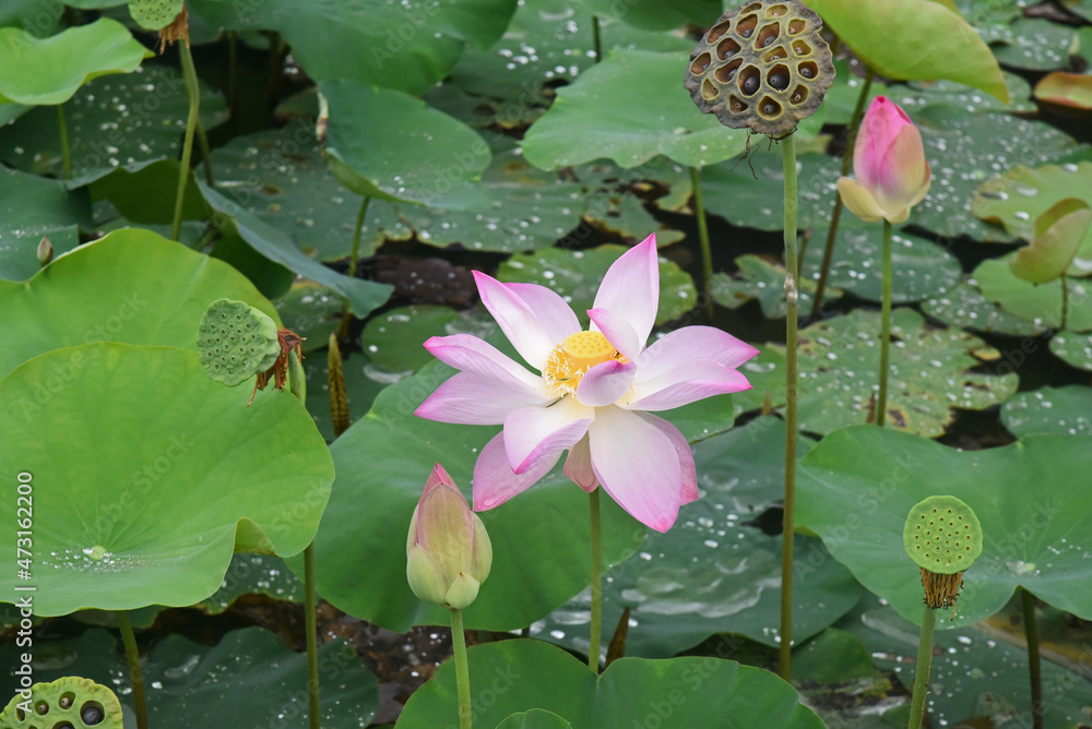 Blooming pink lotus and lotus seed capsules on a background of leaves in a pond Blooming pink lotus and lotus seed capsules on a background of leaves in a pond