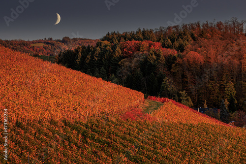 Weinreben im Herbst mit Mond photo