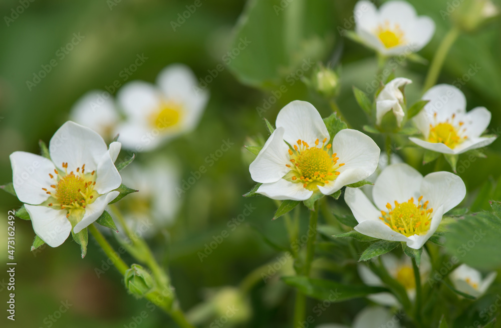 Macro photography of strawberry flower - spring season. Selective focus, close up. Macro photography of strawberry flower - spring season. Selective focus, close up.