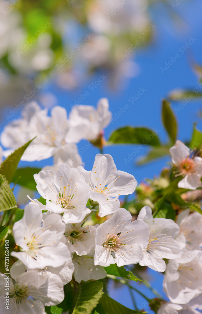 Spring sweet cherry flower on twig on nature blur background, Selective focus, Close up. Seasonal concept - Springtime. Copyspace