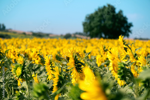 Sunflowers field in meadow.