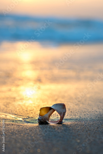 Seashell on the sand at the beach. Sunset on the coast