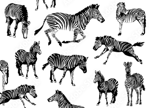 Graphic collection of zebras vector