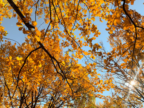 Autumn yellow forest
