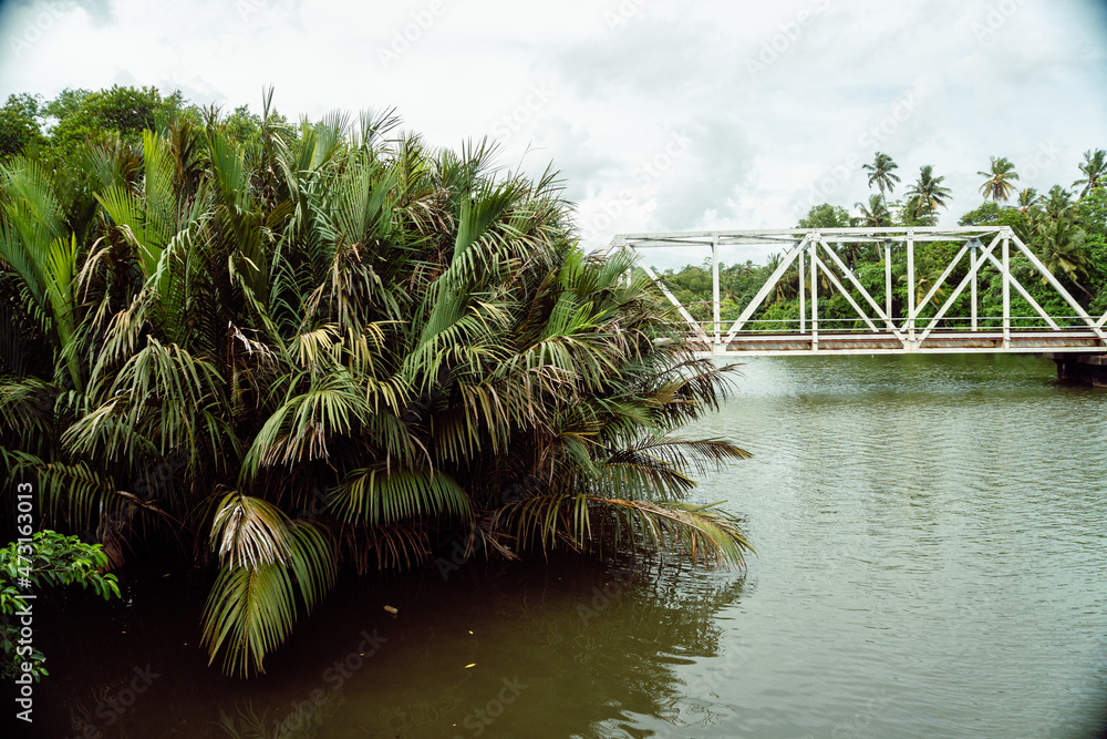 Stalowy most kolejowy na rzece na tle palm. - obrazy, fototapety, plakaty 