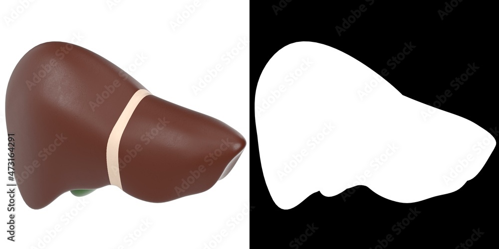 3D rendering illustration of a stylized human liver and gallbladder ...
