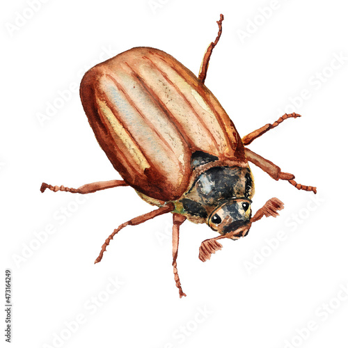 Slika na platnu Watercolor cockchafer maybug
