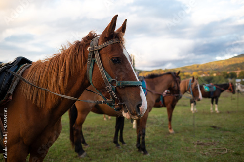 muzzles of two adult brown horses, close-up © Aleksandra Iarosh