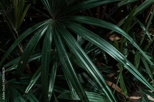 Tropikalne roślinne tło, zielona piękna tekstura.