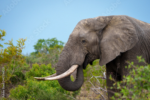 Photography African bush elephant or African savanna elephant (Loxodonta africana) feeding