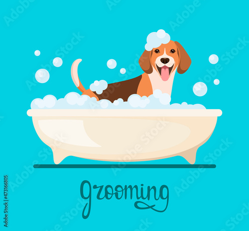 The dog is washing in the bathroom. Grooming. Cute beagle.