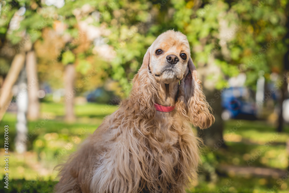 Portrait of cute american cocker spaniel dog at the park. Portrait of cute american cocker spaniel dog at the park.