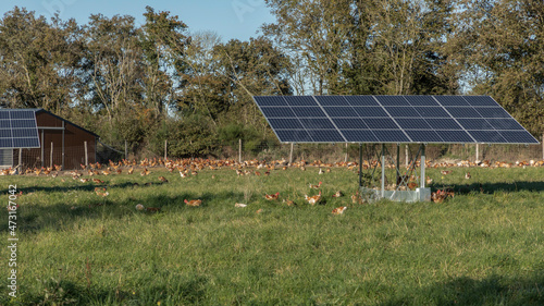 Free range chicken farm with solar panels
