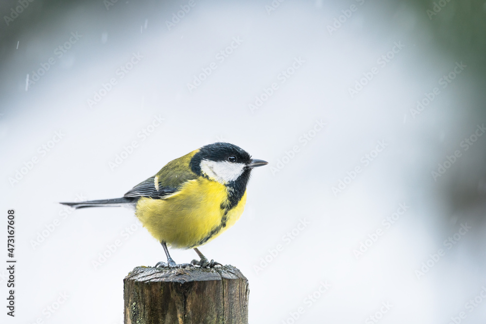 Obraz premium great tit in winter under the snowfall