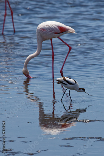 Flamingo und Säbelschnäbler