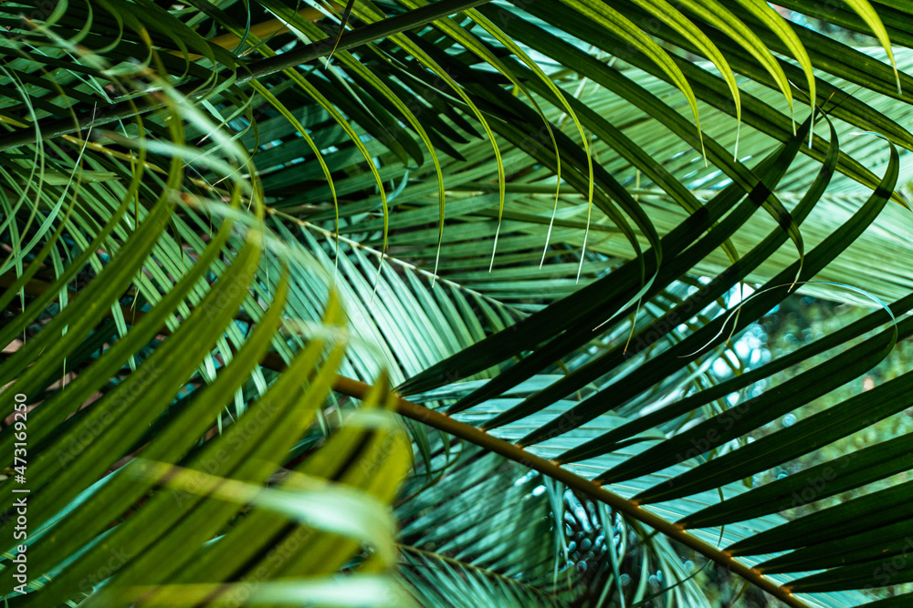 Piękne słoneczne tropikalne tło, zielone liście palm. - obrazy, fototapety, plakaty 