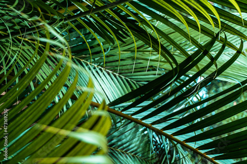 Piękne słoneczne tropikalne tło, zielone liście palm.