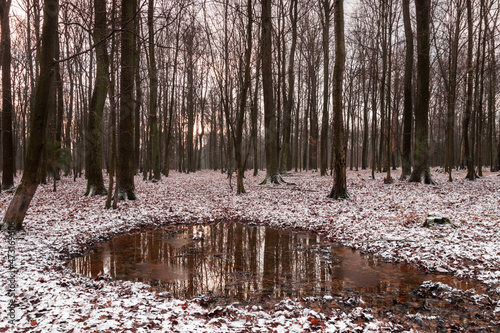 las zimą © Konrad