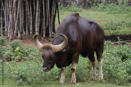 A male Indian buffelo is eating grass on the field