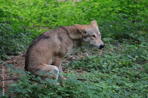 A wolf is sitting at a Indian Zoo