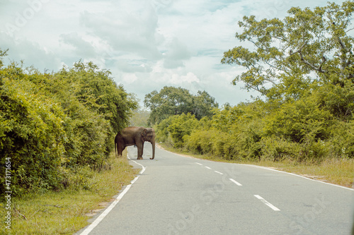Dziki słoń przechodzący przez drogę, piękny krajobraz. © insomniafoto