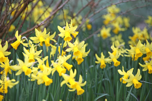 Fototapeta Naklejka Na Ścianę i Meble -  Pretty yellow 'Narcissus cyclamineus' daffodil 'Rapture' in flower