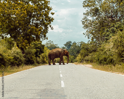 Dziki słoń przechodzący przez drogę, piękny krajobraz.