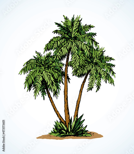 Palm on beach.  Vector drawing