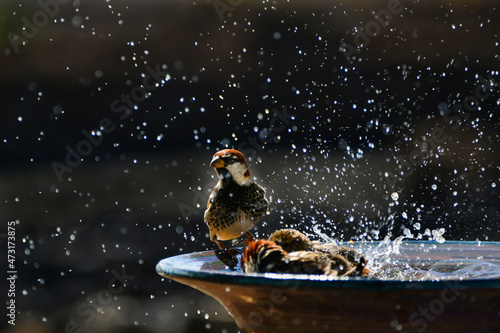 Some Spanish sparrows taking a bath in a ceramic bowl. Lanzarote, Canary Islands, Spain. photo