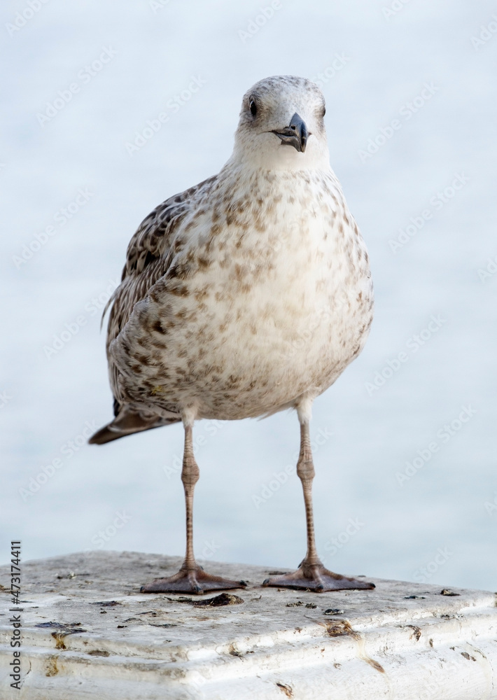 Obraz premium White and grey seagull