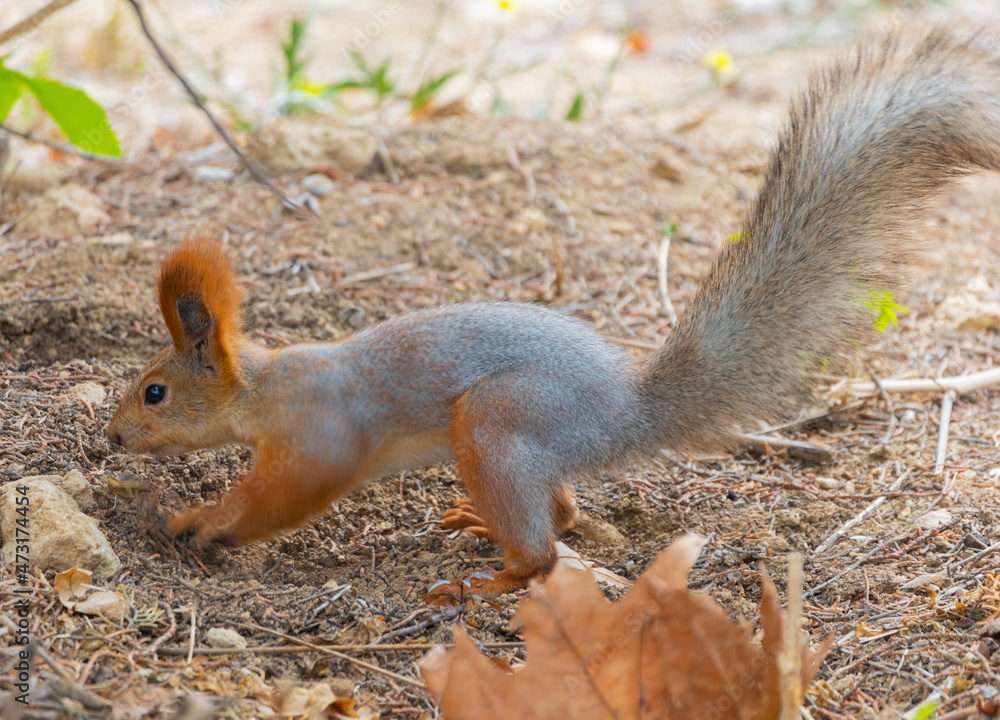 Red cute squirrel with long ears Red cute squirrel with long ears