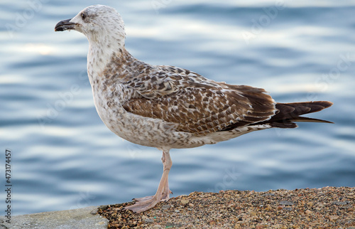 White and grey seagull © AVD