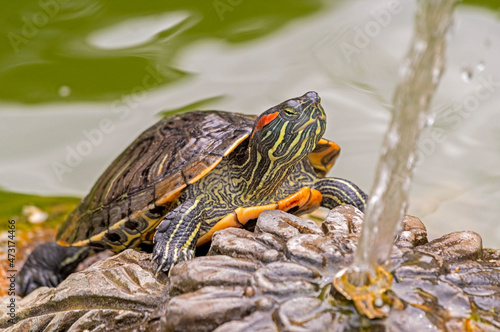 red-eared turtle basking in the sun