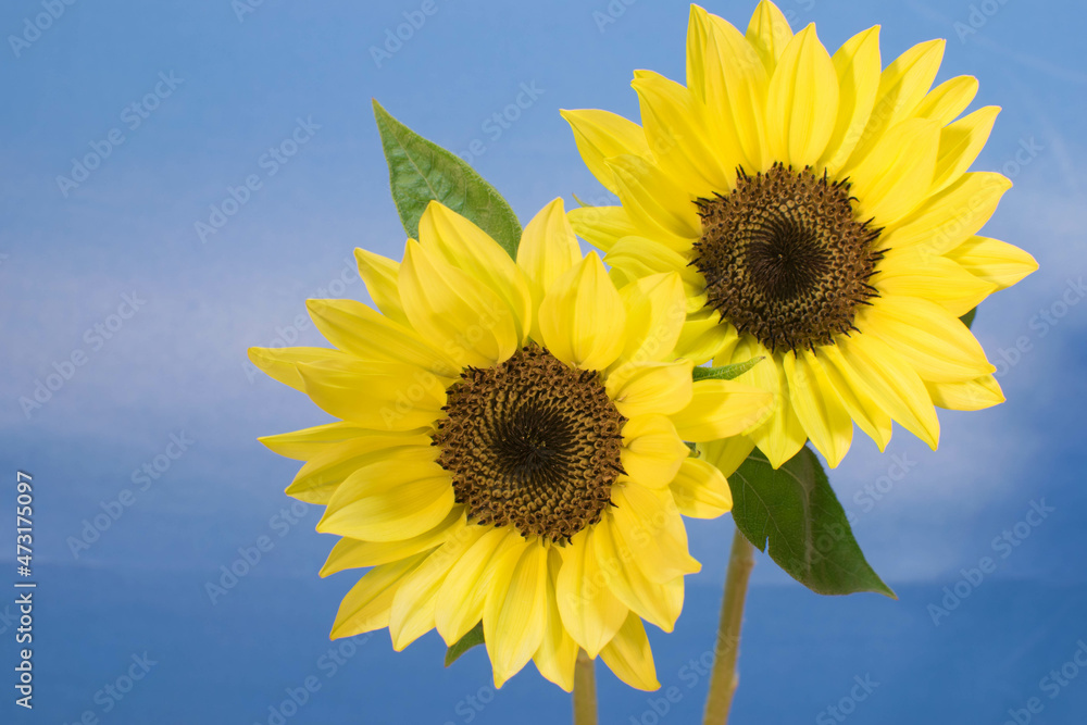 A bright and energetic image of sunflower flowers taken indoors A bright and energetic image of sunflower flowers taken indoors