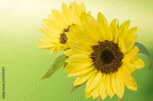 Fototapeta Naklejka Na Ścianę i Meble -  A bright and energetic image of sunflower flowers taken indoors 