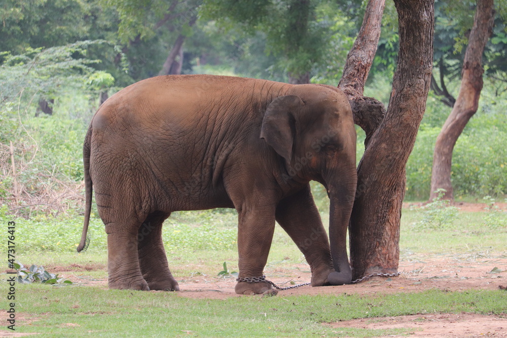 Obraz premium Elephant obstructed by chains at a zoo.